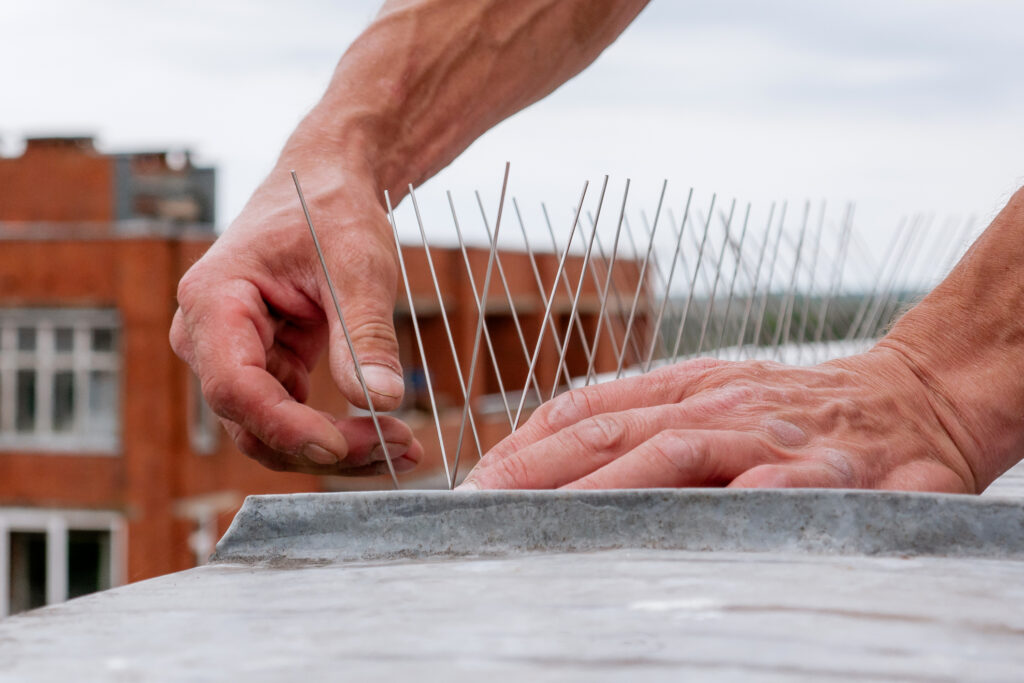 Installation of stainless steel bird deterrent spikes on a building rooftop to prevent pigeons and other birds from landing