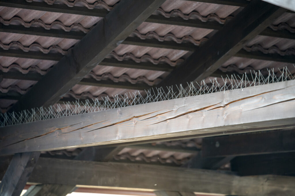 Bird control metal spikes mounted on the top of a wooden beam. Anti pigeon spikes.